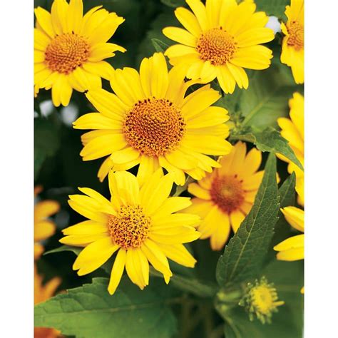 Proven Winners Tuscan Sun Perennial Sunflower (Heliopsis) Live Plant, Yellow Flowers, 0.65 Gal ...