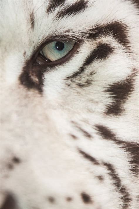 White Tiger Eye Stock Photo - Image: 37138040