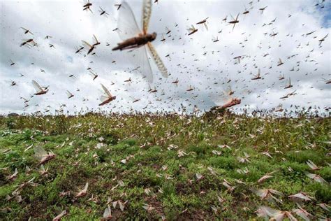 Locust Attack in India: How are locusts damaging the crops?