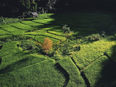 Premium Photo | Rice field ,aerial view of rice fields