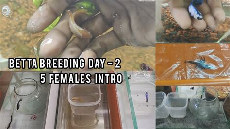 betta breeding day - 2 ( 5 female intro)#bettabreeding #trending # ...