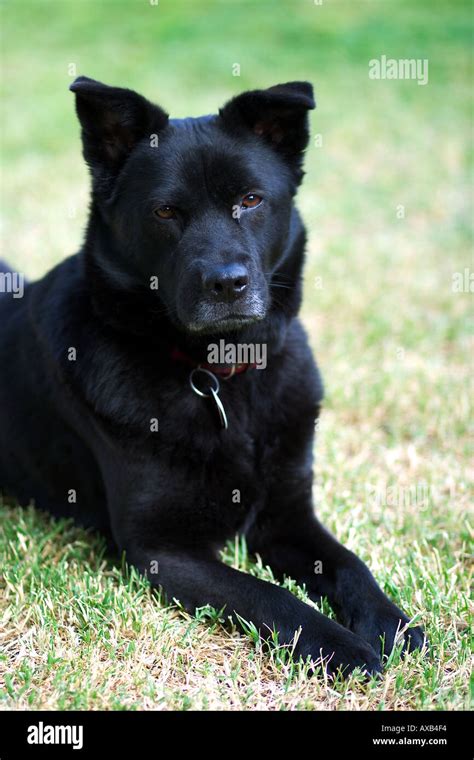 Akita Chow Mixed Breed Dog Stock Photo - Alamy