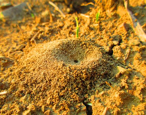 How antlions construct death traps for their victims - Earth.com