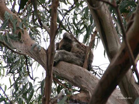 Sydney Meanderings: Kangaroo Island - Koalas