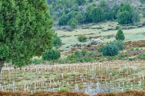 Sad Hill Cemetery in Spain. Tourist Place Stock Photo - Image of ...