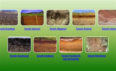 Pengertian Tanah Humus Proses Struktur Ciri Dan Manfaatnya – Otosection