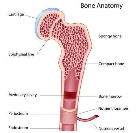 Diagram Of Yellow And Red Bone Marrow