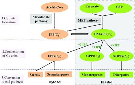 Terpene biosynthesis pathway in plants (Cited from Bohlmann et al.... | Download Scientific Diagram