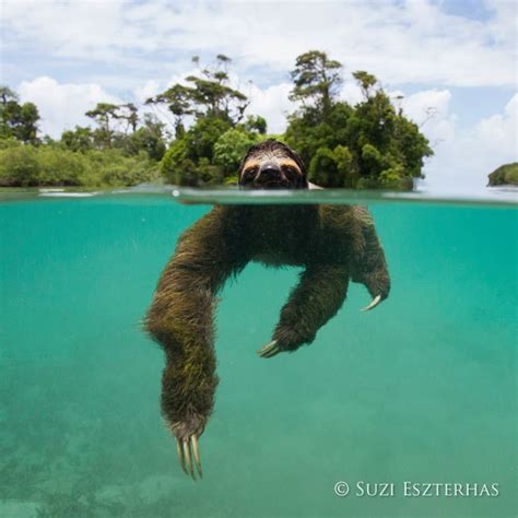 Pygmy three-toed sloth swimming in mangrove forest, Isla Escudo de Veraguas, Panama | Sloth ...