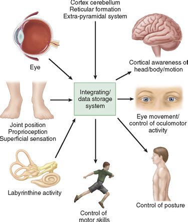 VESTIBULAR SYSTEM DISORDERS | Neupsy Key