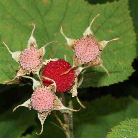 Thimbleberry – Silver Creek Nursery