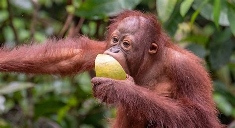 Orangutan Facts - Orangutan Foundation International Australia