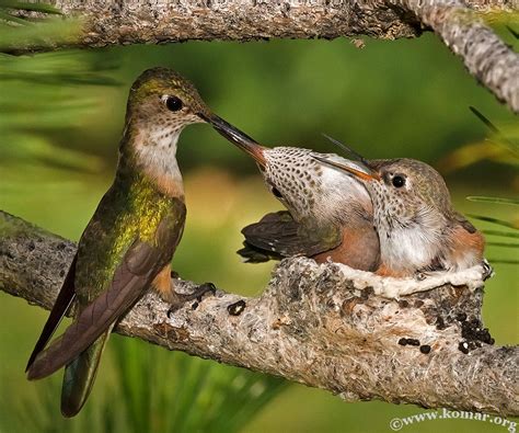 Baby Hummingbird Nest - COOL!