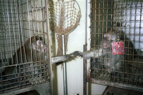 The Silver Spring Monkeys: The Case That Launched PETA | PETA