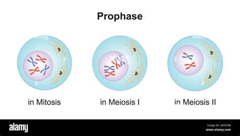 Scientific Designing of Differences Between Prophase in Meiosis and in Mitosis. Colorful Symbols ...