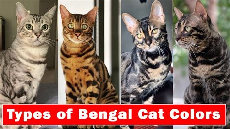 Bengal Cat Colors And Coat Patterns | ThatCatBlog