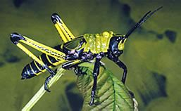 Grasshopper - Facts, Diet & Habitat Information