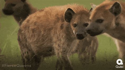 Hyena GIF by Quibi - Find & Share on GIPHY