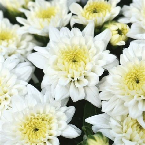 Celestial White Garden Mum - Chrysanthemum grandiflorum | Proven Winners