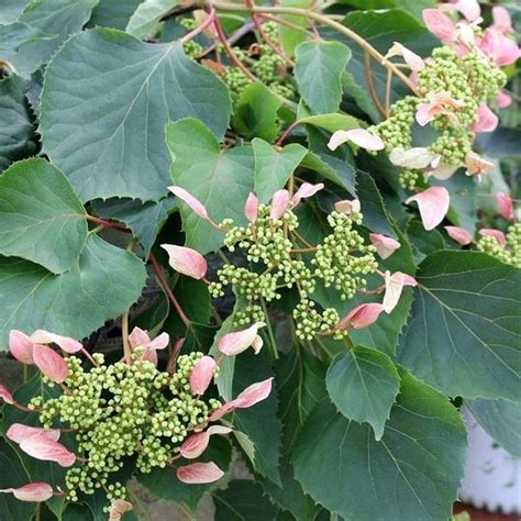 Pink Climbing Hydrangea Vine - PlantingTree