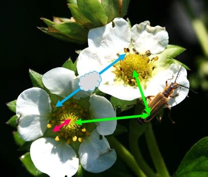 Strawberry Pollination Basics | NC State Extension