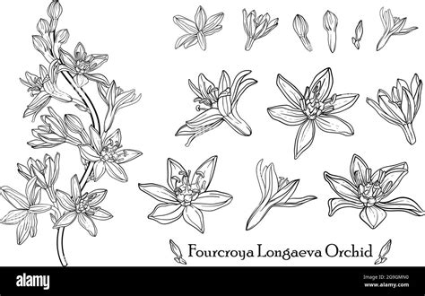 Fourcroya Longaeva Orchid. Graphic flowers. Vector flowers Stock Vector Image & Art - Alamy
