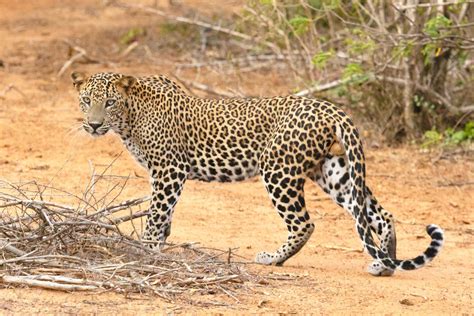 Why reports on an increase in India's leopard population aren't all ...