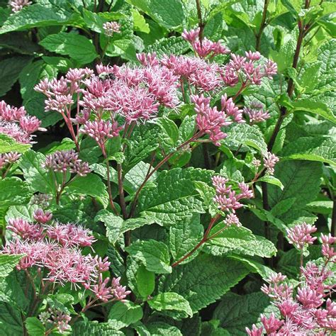 Eupatorium (Eutrochium) dubium Little Joe for sale | Rare Roots