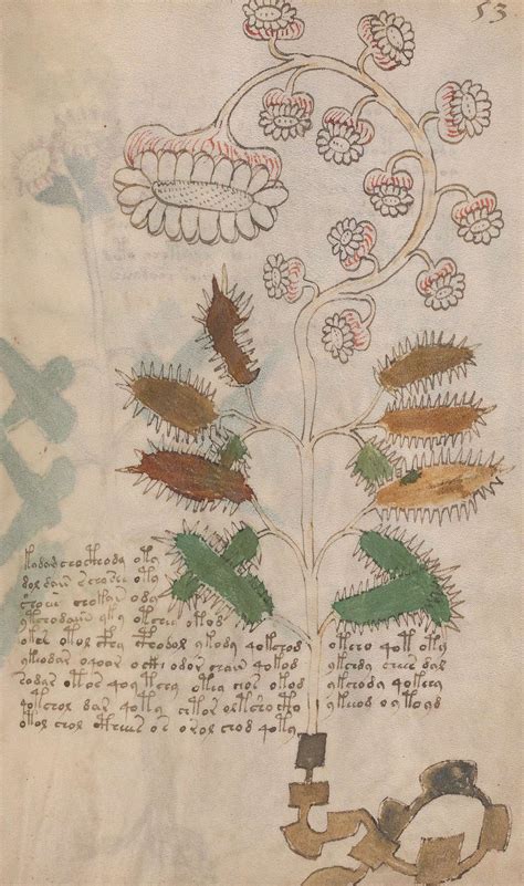 Has Voynich Manuscript Been Decoded? Mysterious Book May Be Written in ...