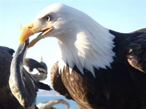 Bald Eagle Eating Fish - Eagle Image