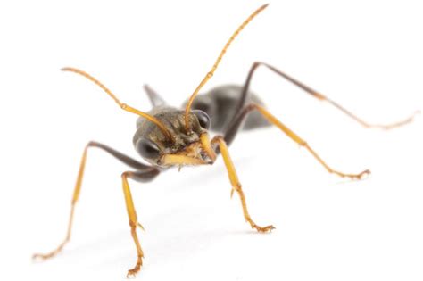 The Australian Jack Jumper ant, Myrmecia croslandi. Canberra. | Ants, Australian