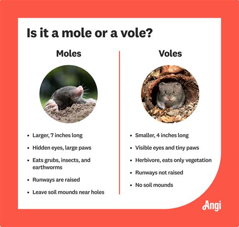 Voles And Moles Differences