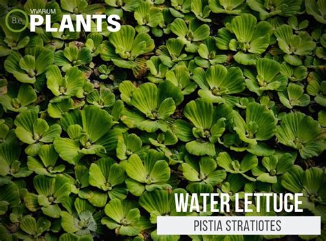 Pistia Stratiotes "Water Lettuce" Plant Care Guide