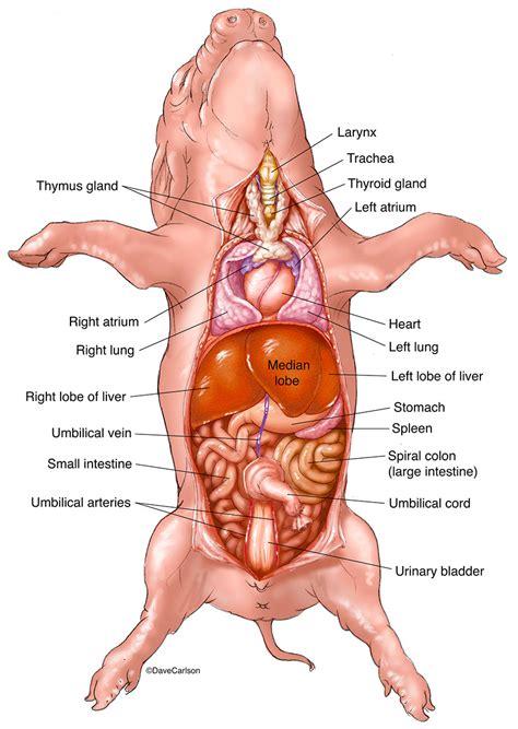 Fetal Pig - Major Organs | Carlson Stock Art