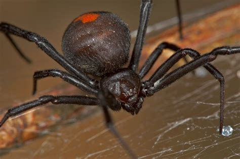 Redback Spider - The Australian Museum