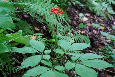 North American Ginseng Plant