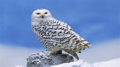 Snowy Owl 4k, HD Wallpaper | Rare Gallery