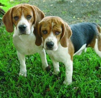 Beagle Pro | Grooming | The Art of Grooming a Beagle | Beagle pictures ...