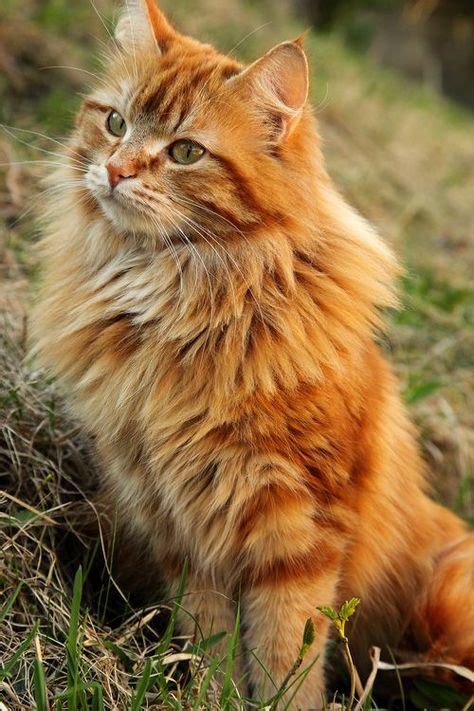 Male vs. Female Maine Coons (Picking the Gender (With images) | Long ...