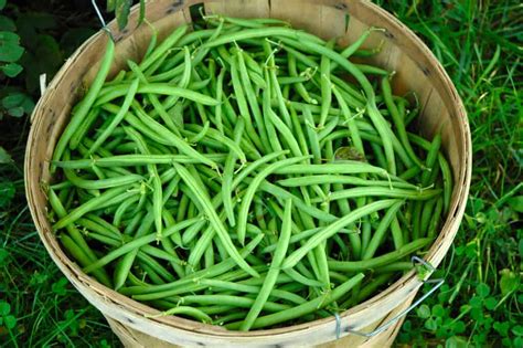 How to Harvest and Store Snap Beans -- Harvest to Table