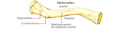 Clavicle Bone (Collar Bone) Anatomy – Earth's Lab