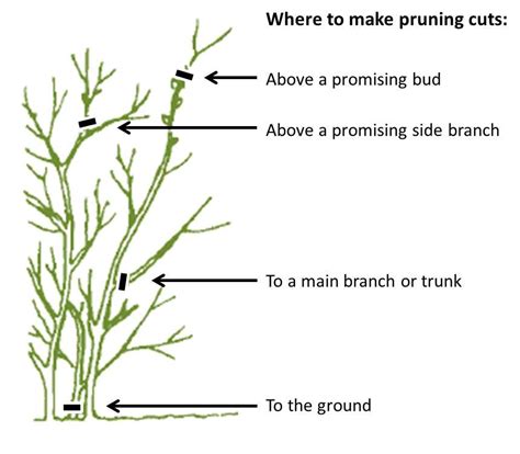 Basic Pruning Principles — LGD Lawn & Landscape