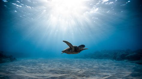 Wallpaper : sea turtles, turtle, underwater, water, blue, sunlight, sand, sea life, animals ...