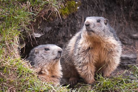 Mild weather keeps Berlin marmots from hibernating - UPI.com