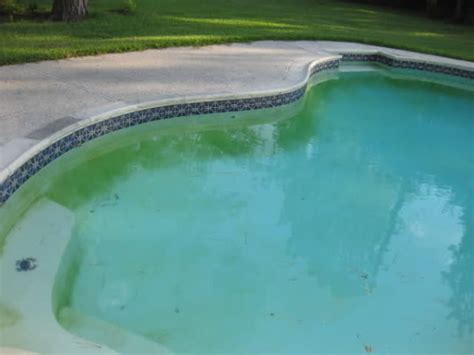 Mustard Algae - Professional Pool Supply