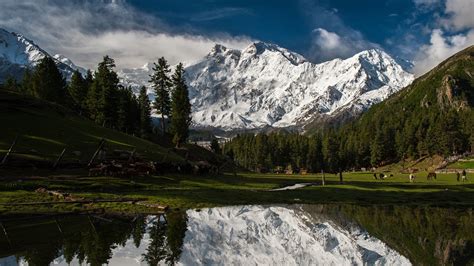 mountains, Snow, Forest, Trees, Pine trees, Pakistan, Nanga Parbat ...