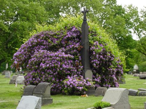 St. Mary Catholic Cemetery | Catholic Cemeteries Association The ...