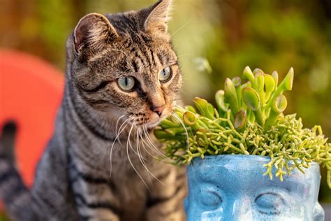 Brown tabby cat in blue ceramic vase photo – Free Animal Image on Unsplash