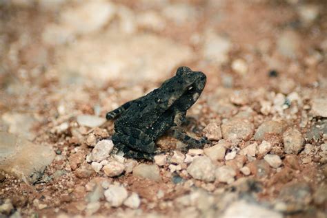 HD wallpaper: shallow focus photography of black frog, one animal ...