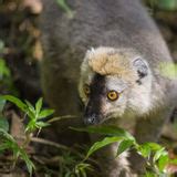 Golden Bamboo Lemur stock image. Image of endemic, golden - 7994387